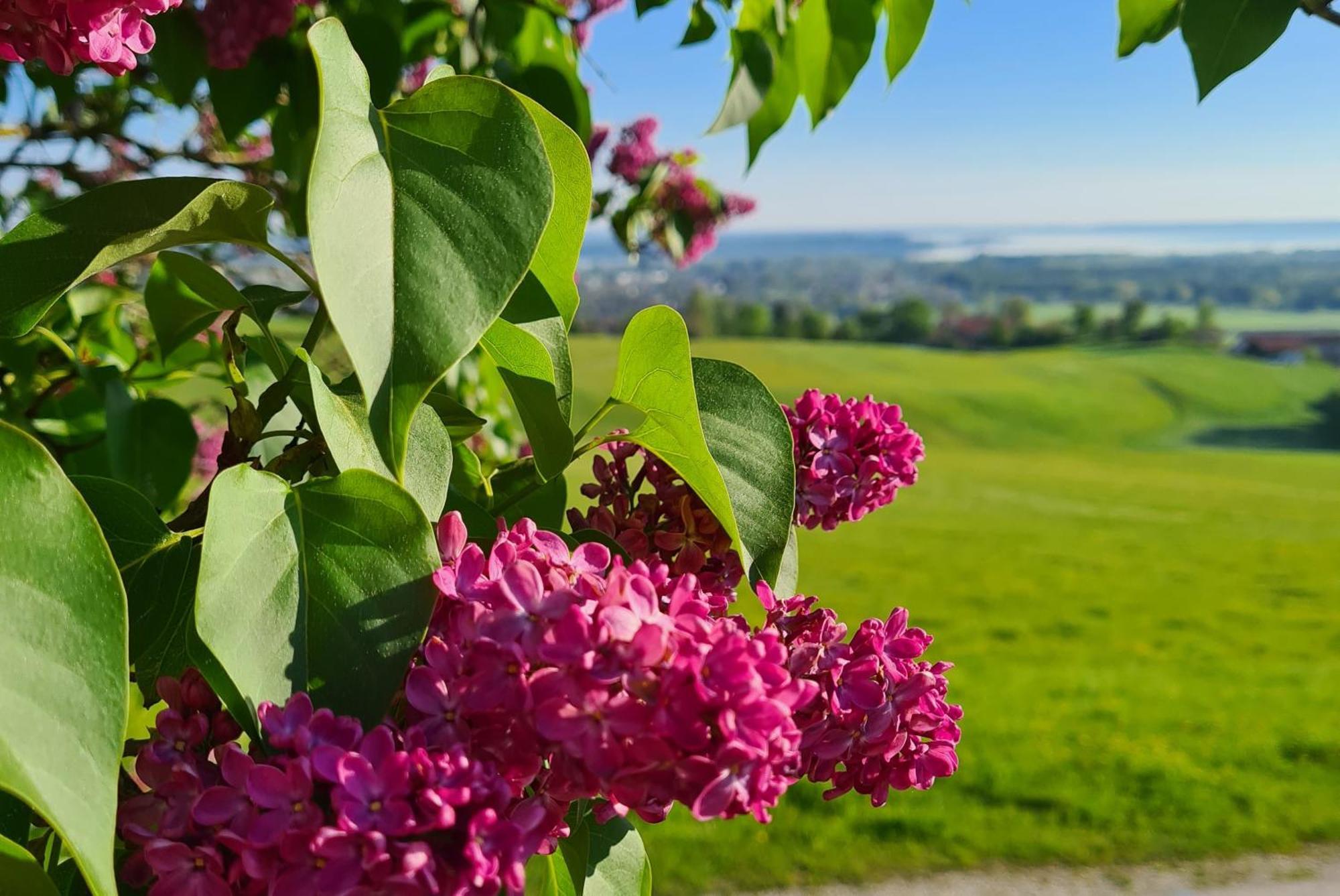 Schleipfnerhof Urlaub Auf Dem Bauernhof Villa Bernau am Chiemsee Eksteriør bilde